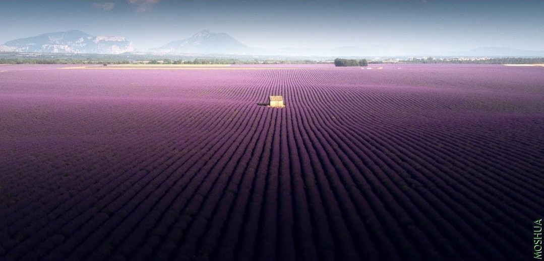 lavender-video-samir-belhamra-00.jpg