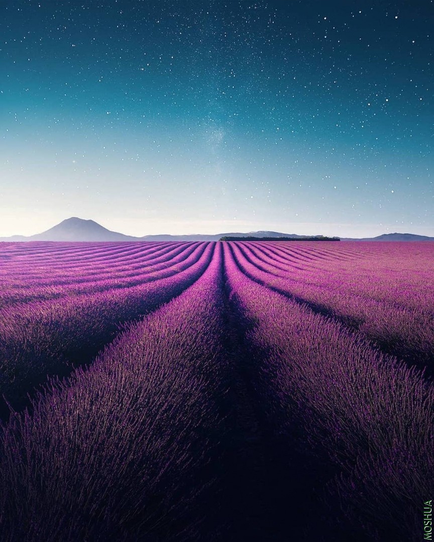 lavender-video-samir-belhamra-2.jpg