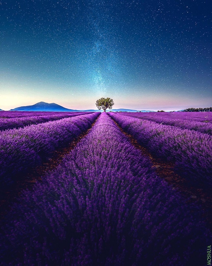 lavender-video-samir-belhamra-03.jpg
