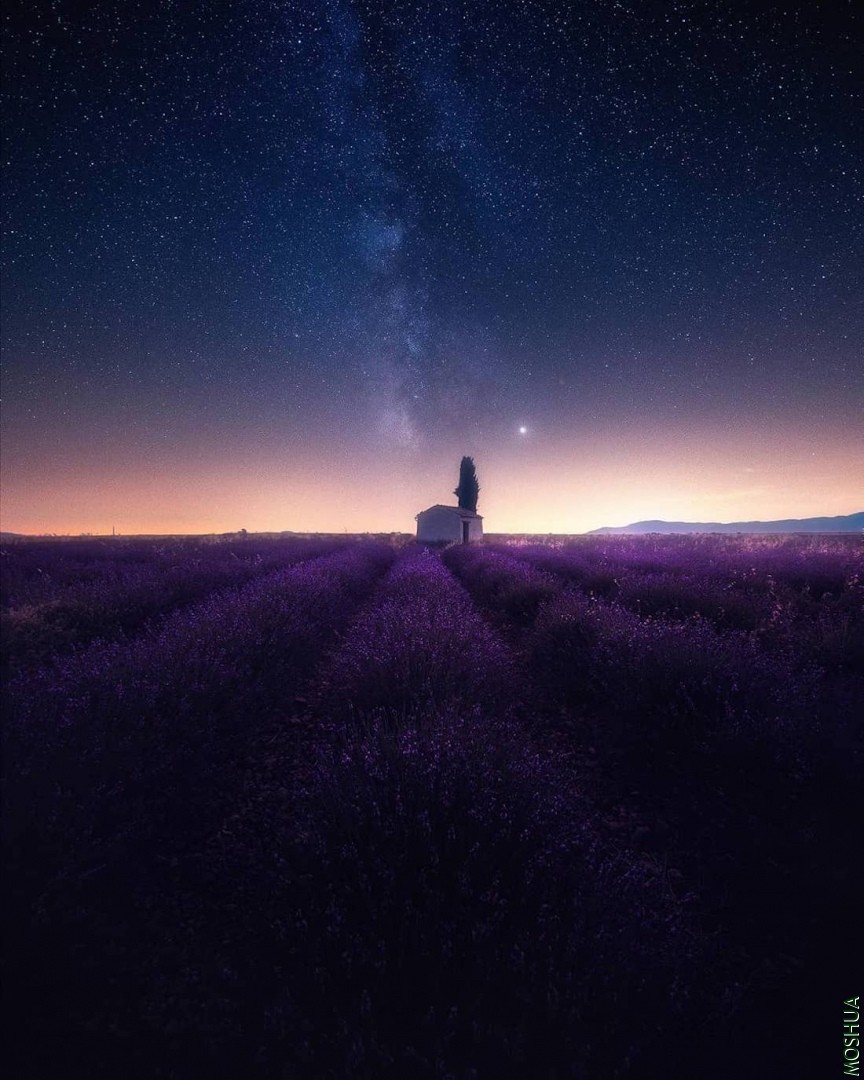 lavender-video-samir-belhamra-5.jpg