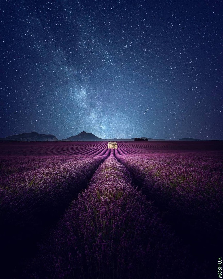 lavender-video-samir-belhamra-6.jpg