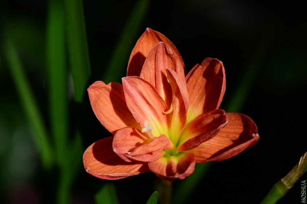 1-DSC_1071.JPG