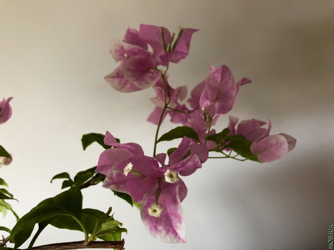 IMG_E6453.JPG