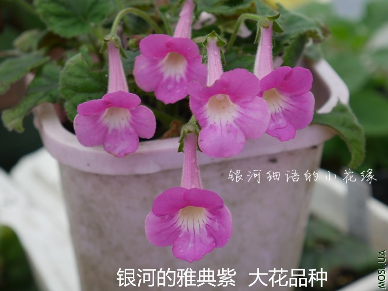 P1000427_����.jpg