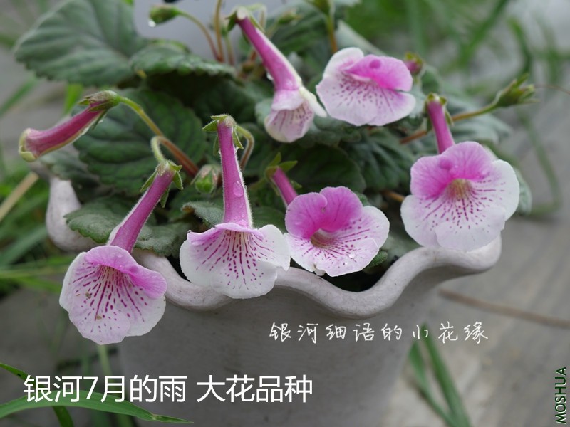 P1000434_����.jpg