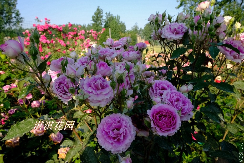 2019062.jpg