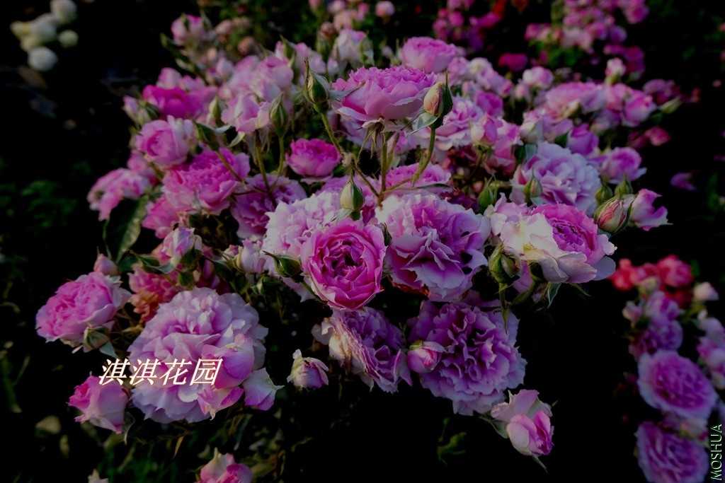 2019080.jpg