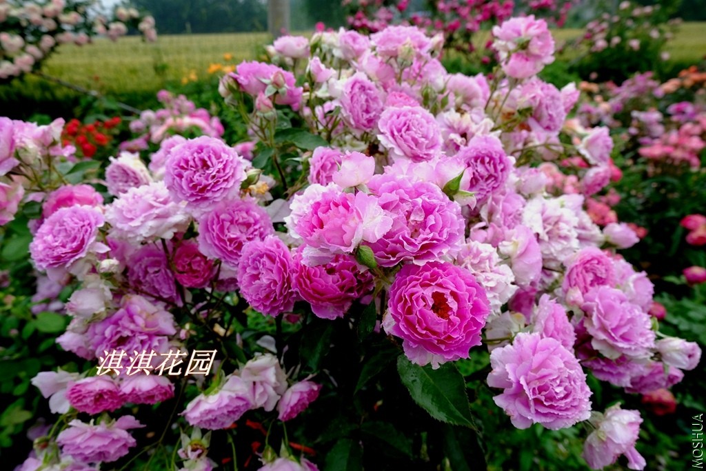2019105.jpg