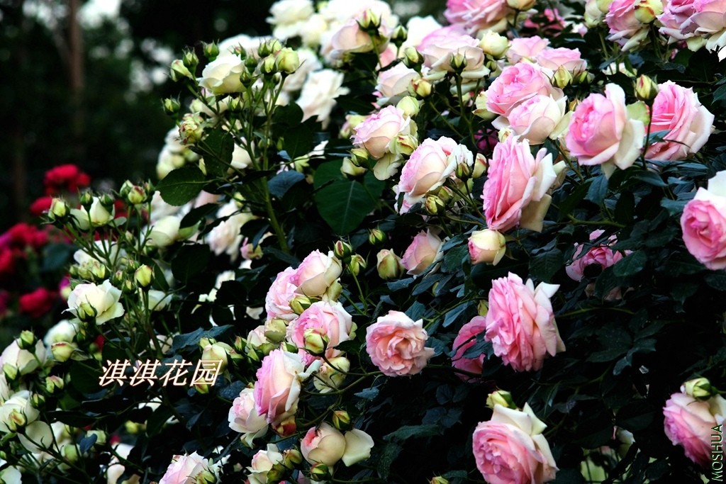 2019014.jpg