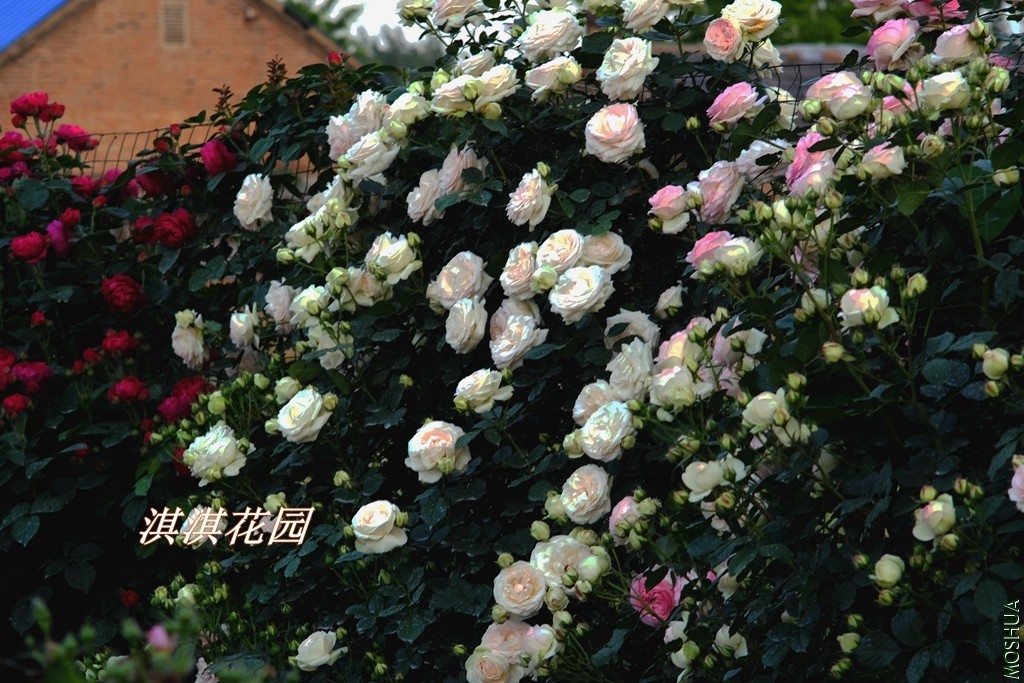 2019018.jpg