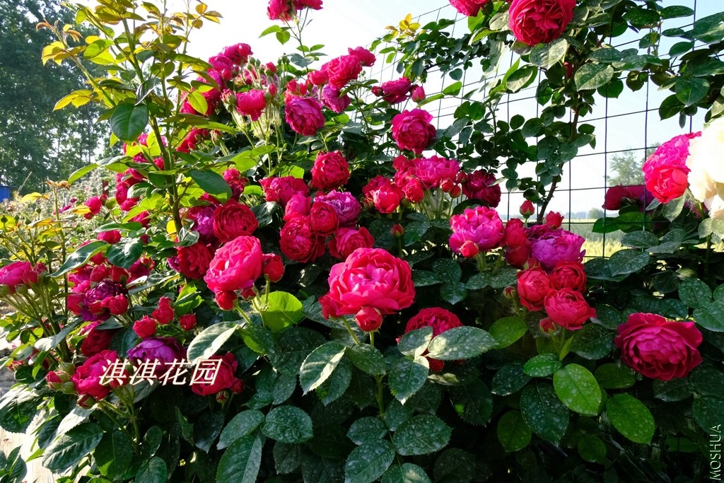 2019074.jpg
