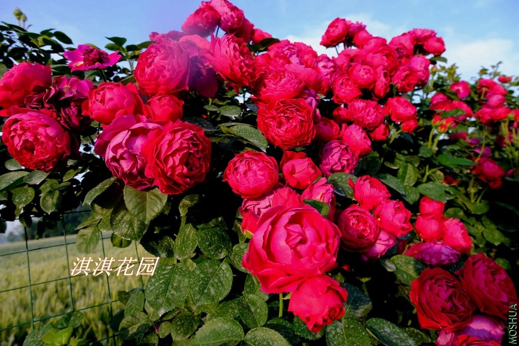 2019079.jpg