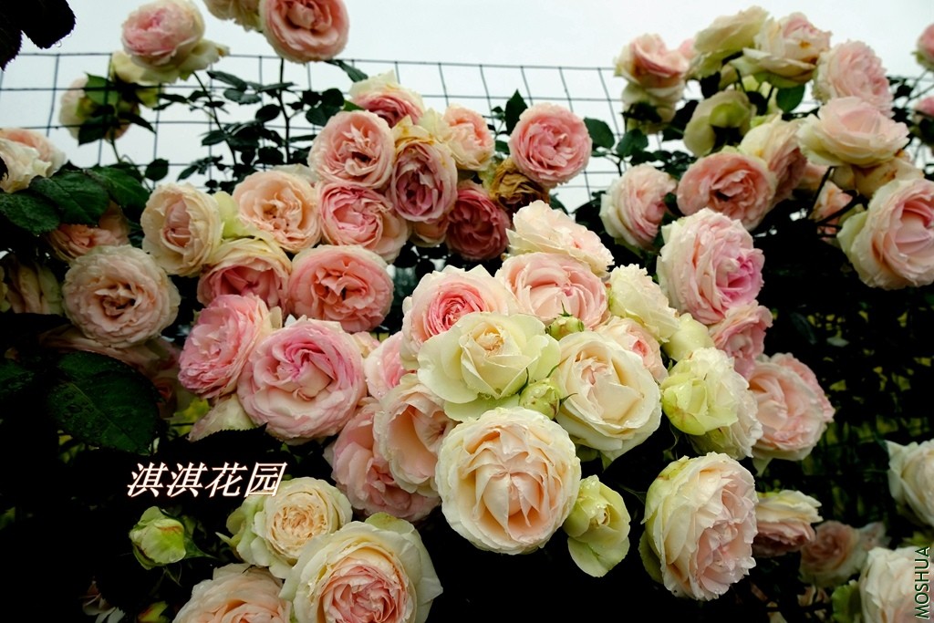 2019101.jpg