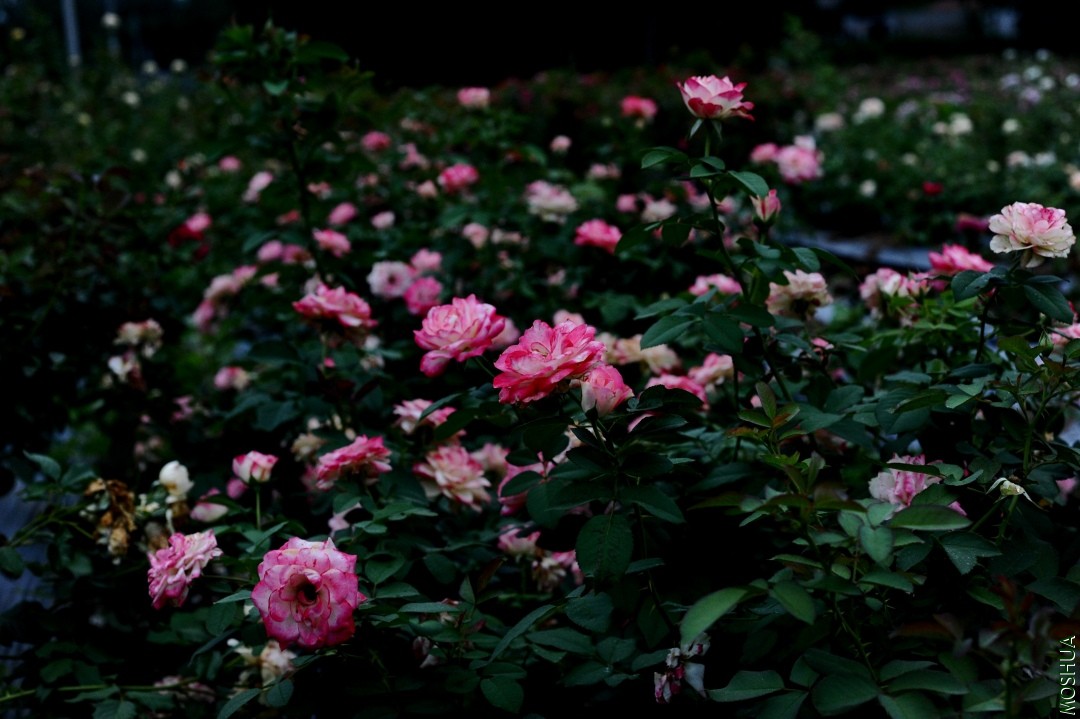 fe1a27fb889010d06ce5e7e60c9801a.jpg