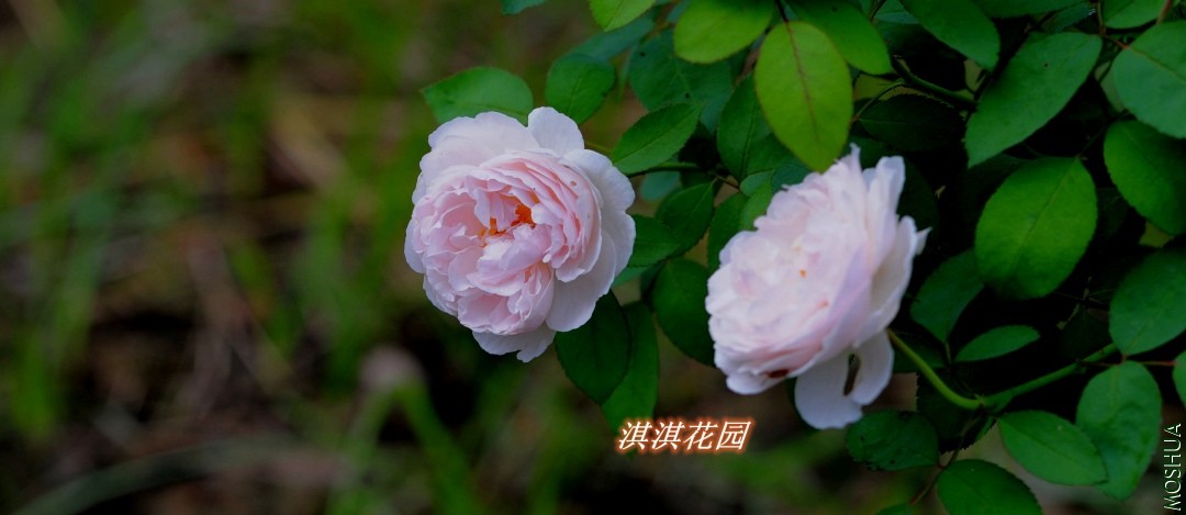 084_����.jpg