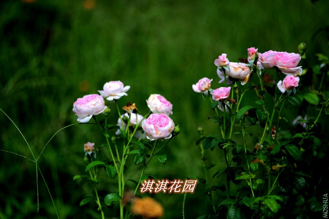 139_����.jpg