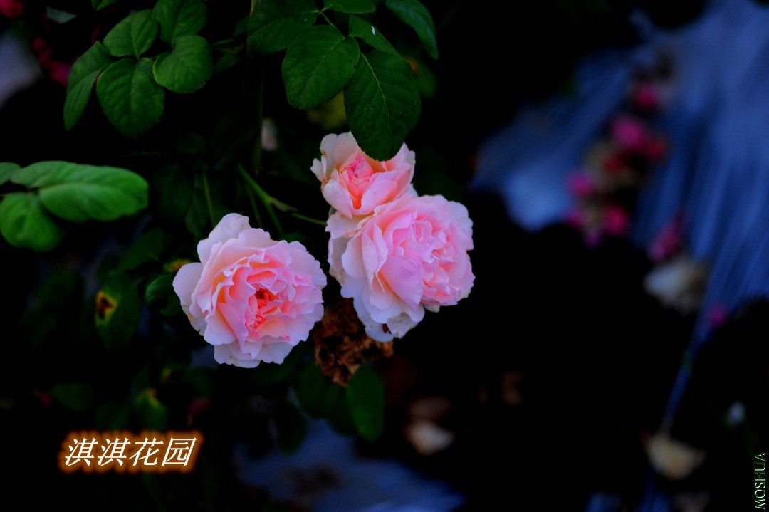 043_����.jpg