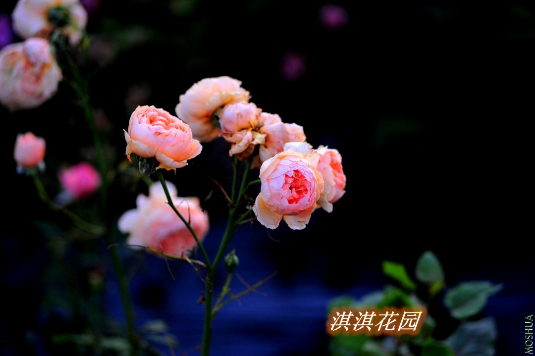 070_����.jpg