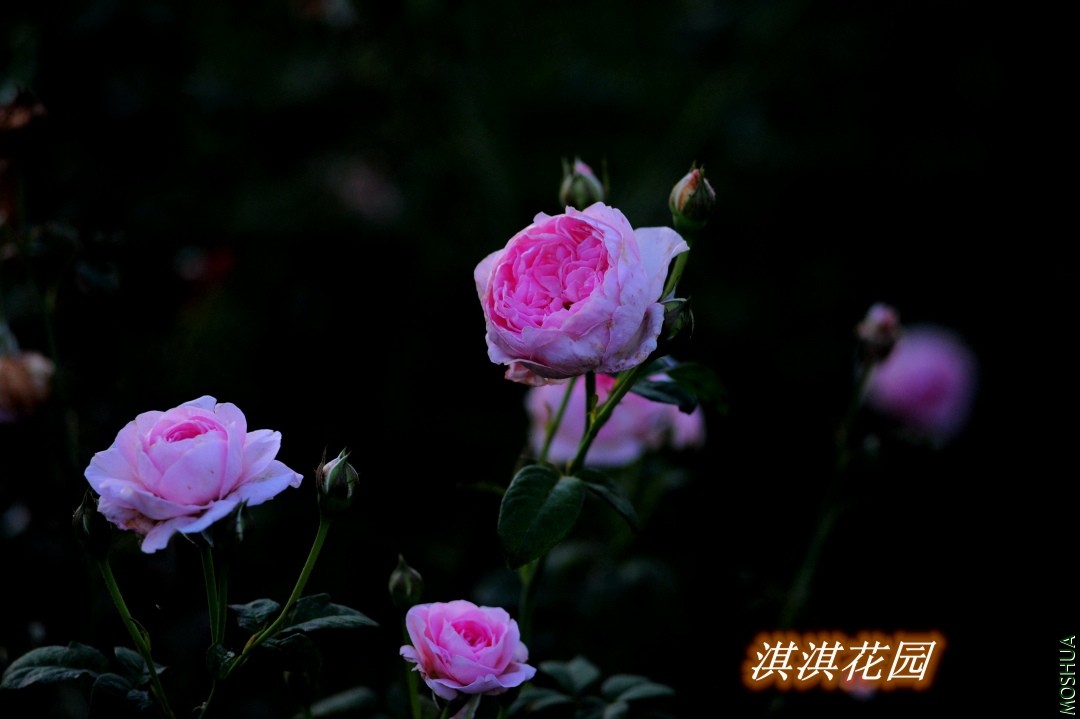 074_����.jpg