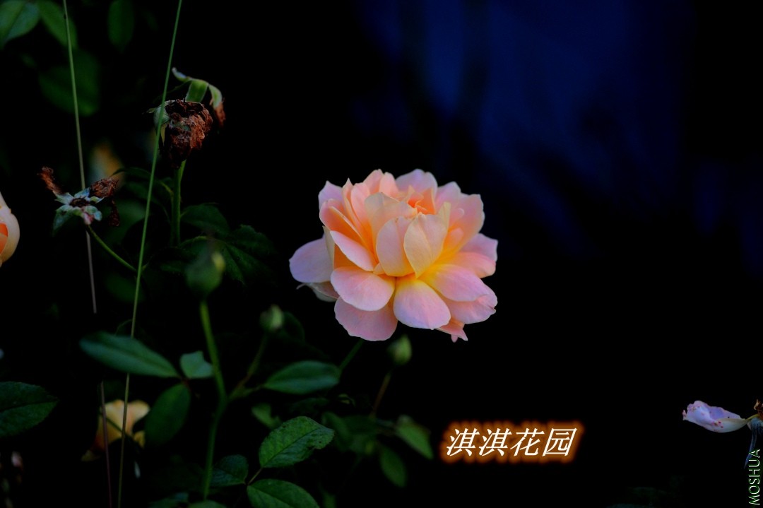 078_����.jpg