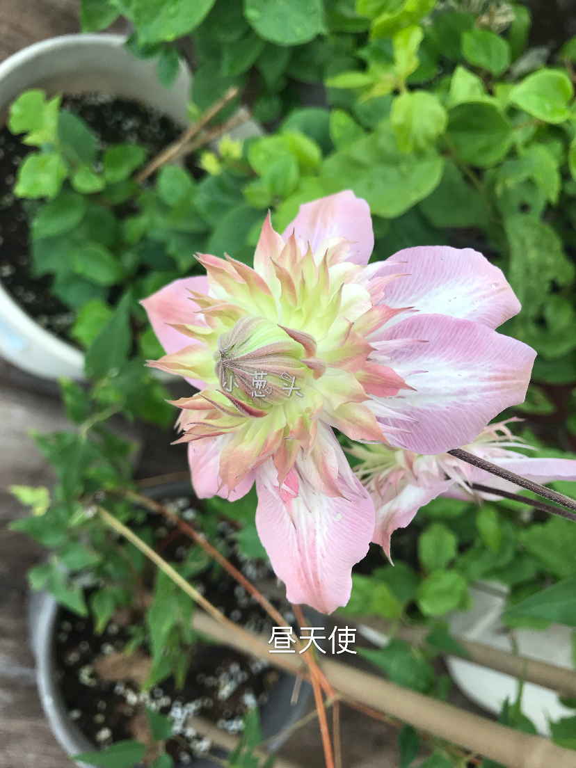043D948D-ADB5-425E-8A94-747071DB05CE.jpeg