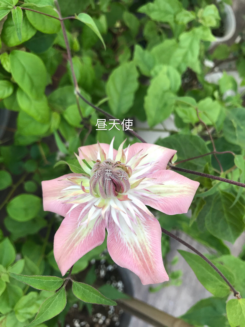 82388D8E-5A8F-4547-B005-A88F6A1E48E2.jpeg