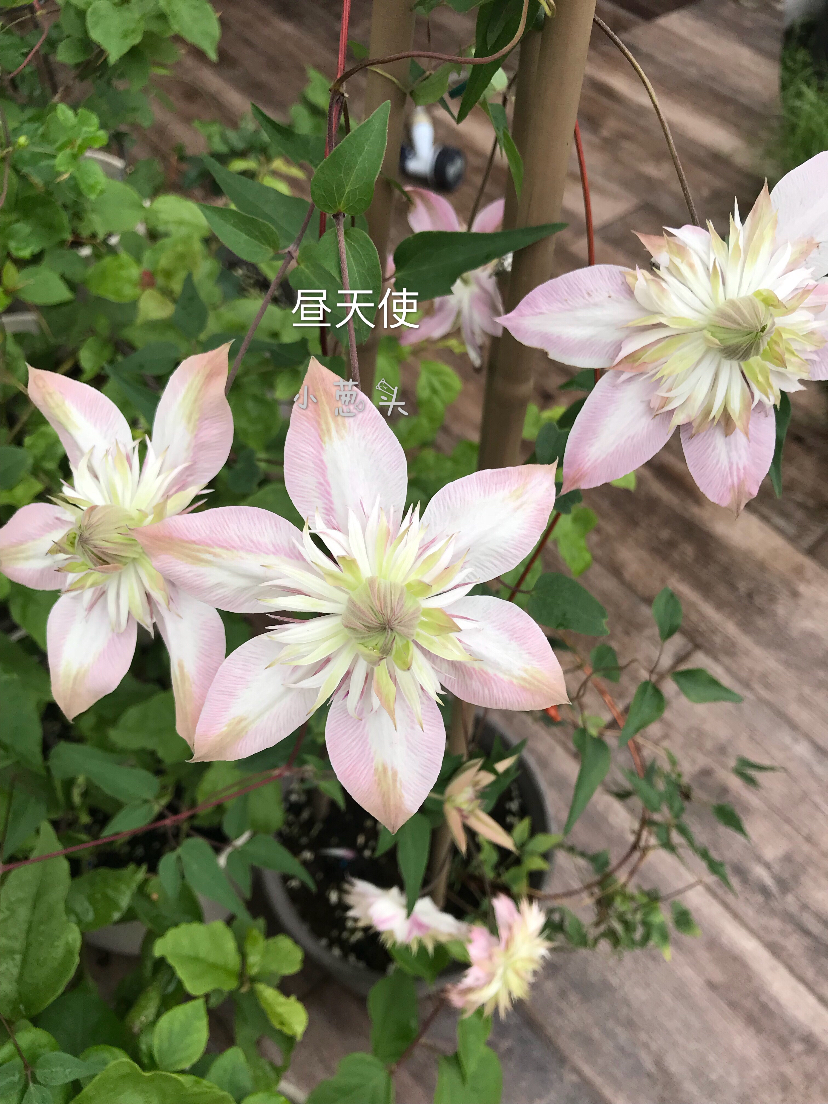 3FBBD79C-73A9-47E1-9B12-DA7D6D7AAE35.jpeg