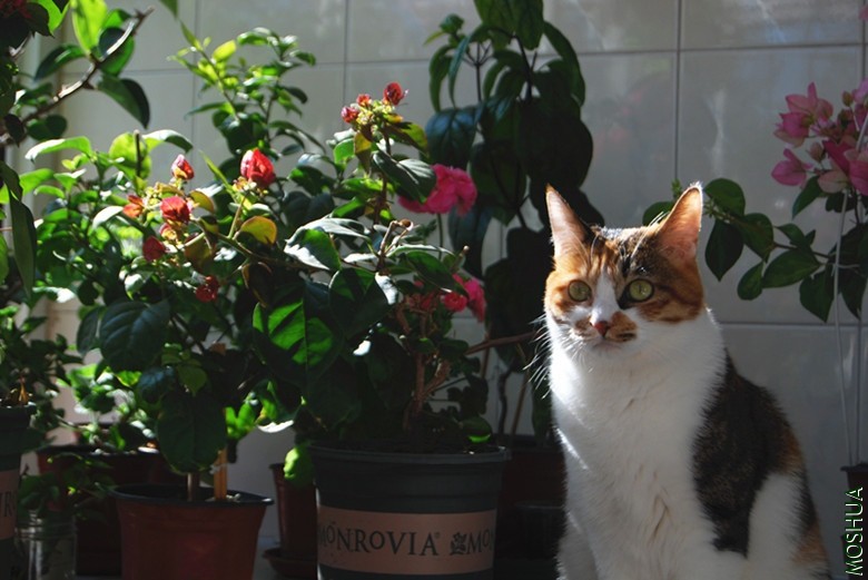 DSC_0198_����.jpg