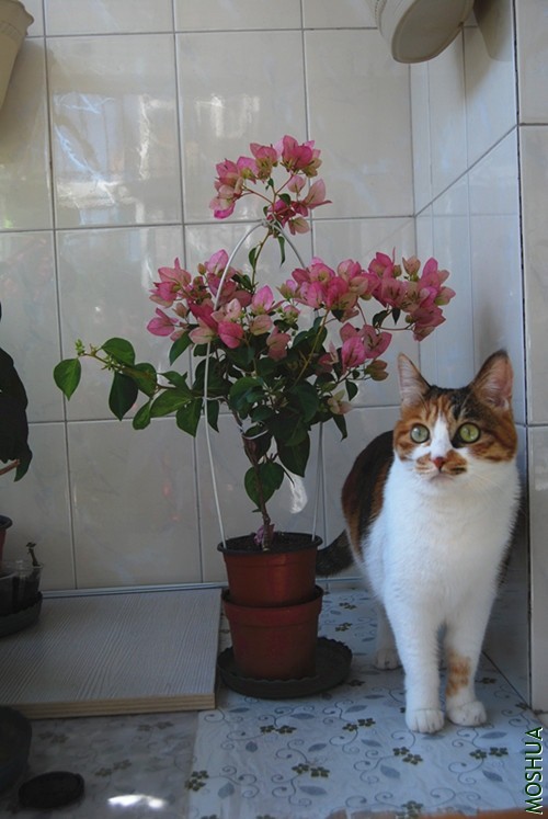 DSC_0195_����.jpg