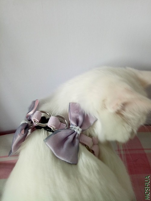 QQͼƬ20190403164004.jpg