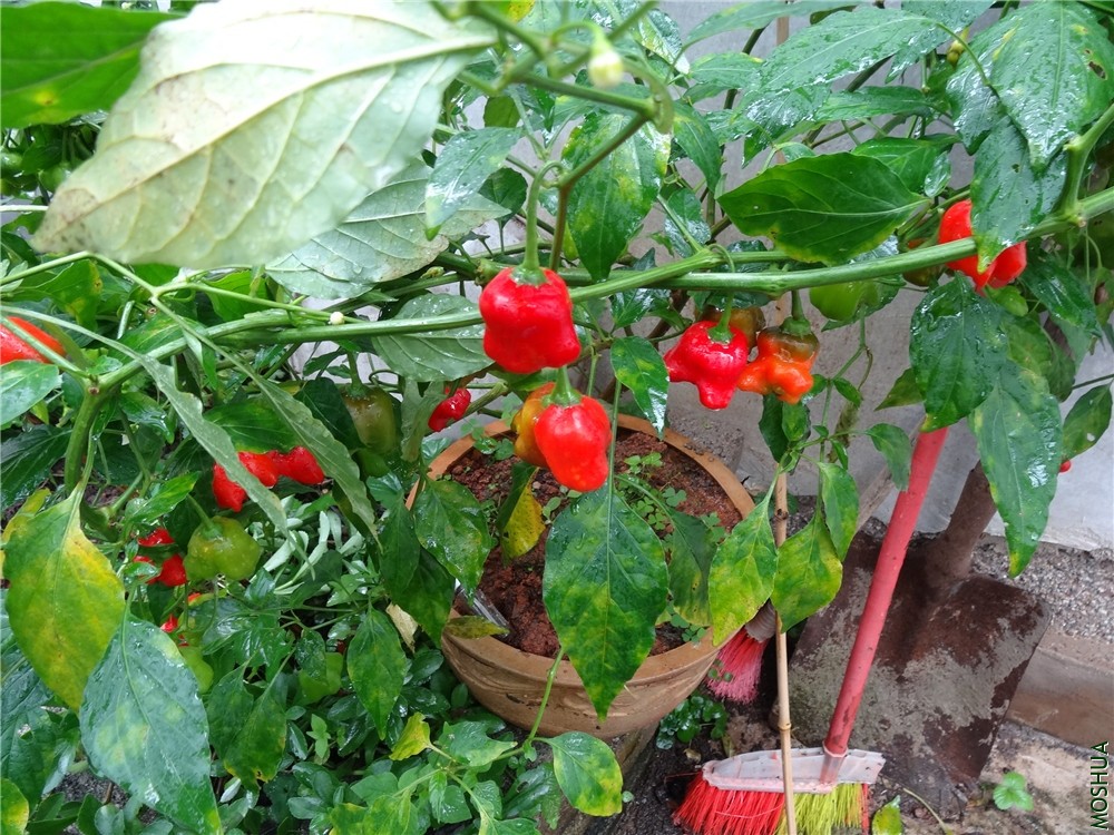 DSC04195.jpg
