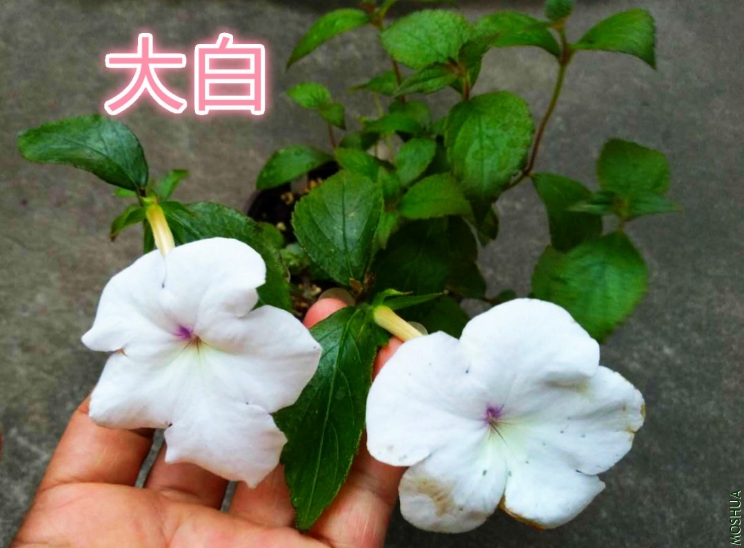 webwxgetmsgimg (3)_meitu_1.jpg