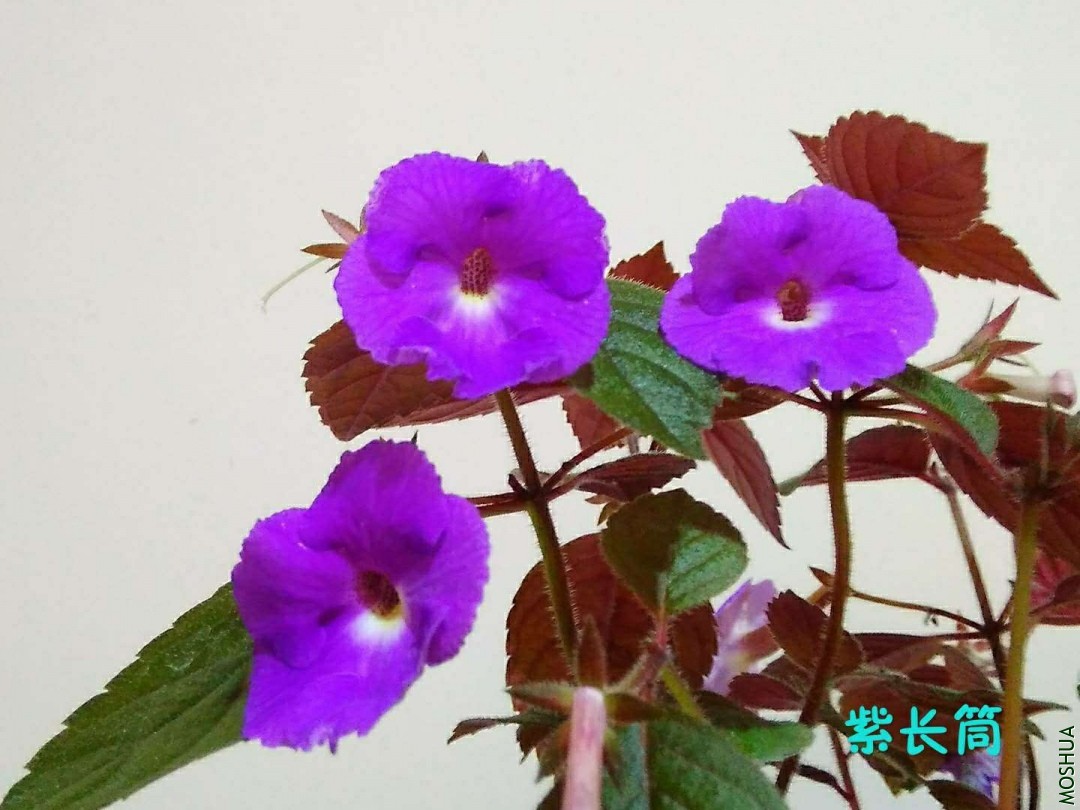 ΢��ͼƬ_20190630221418.jpg