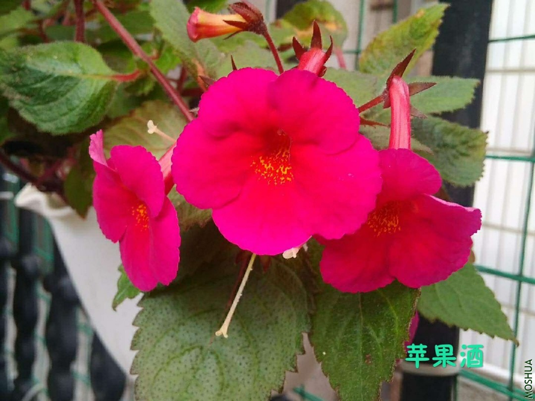 ΢��ͼƬ_20190630221450.jpg