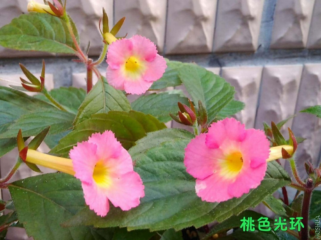 ΢��ͼƬ_20190630221502.jpg