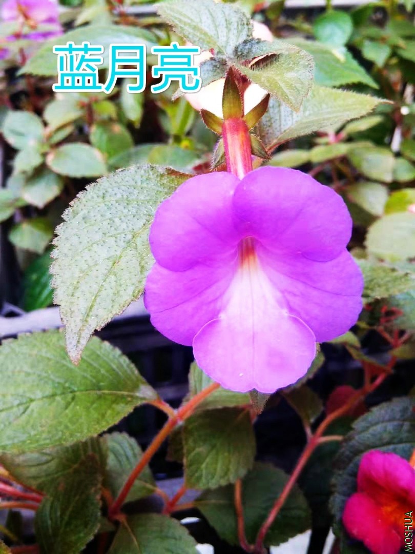 ΢��ͼƬ_20190908221356_meitu_1.jpg