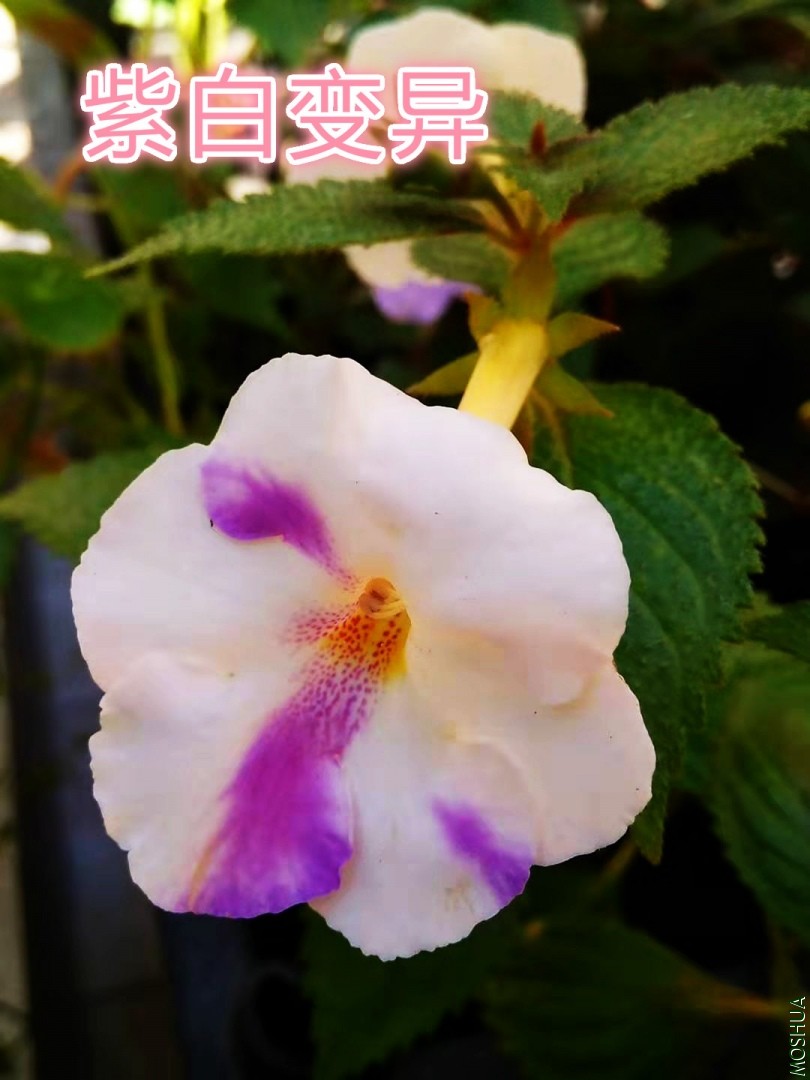΢��ͼƬ_20190908221400_meitu_2.jpg