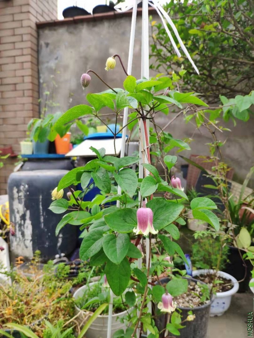 ΢��ͼƬ_20190902190028.jpg