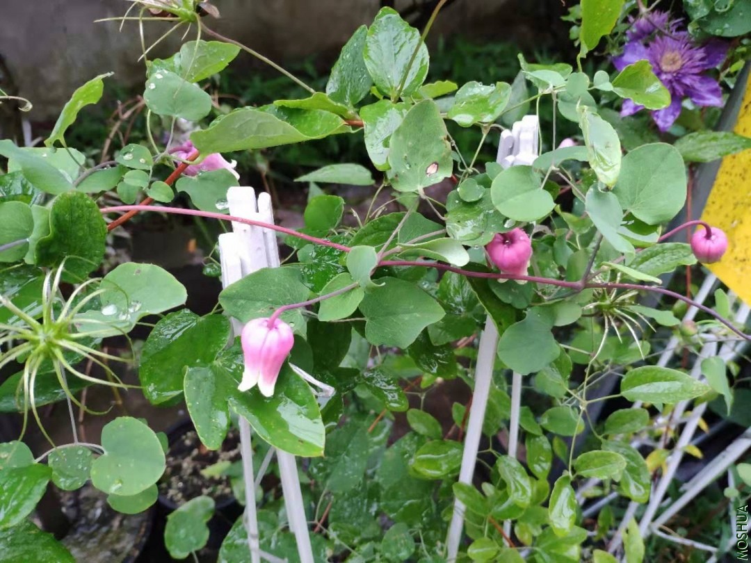 ΢��ͼƬ_20190902190042.jpg
