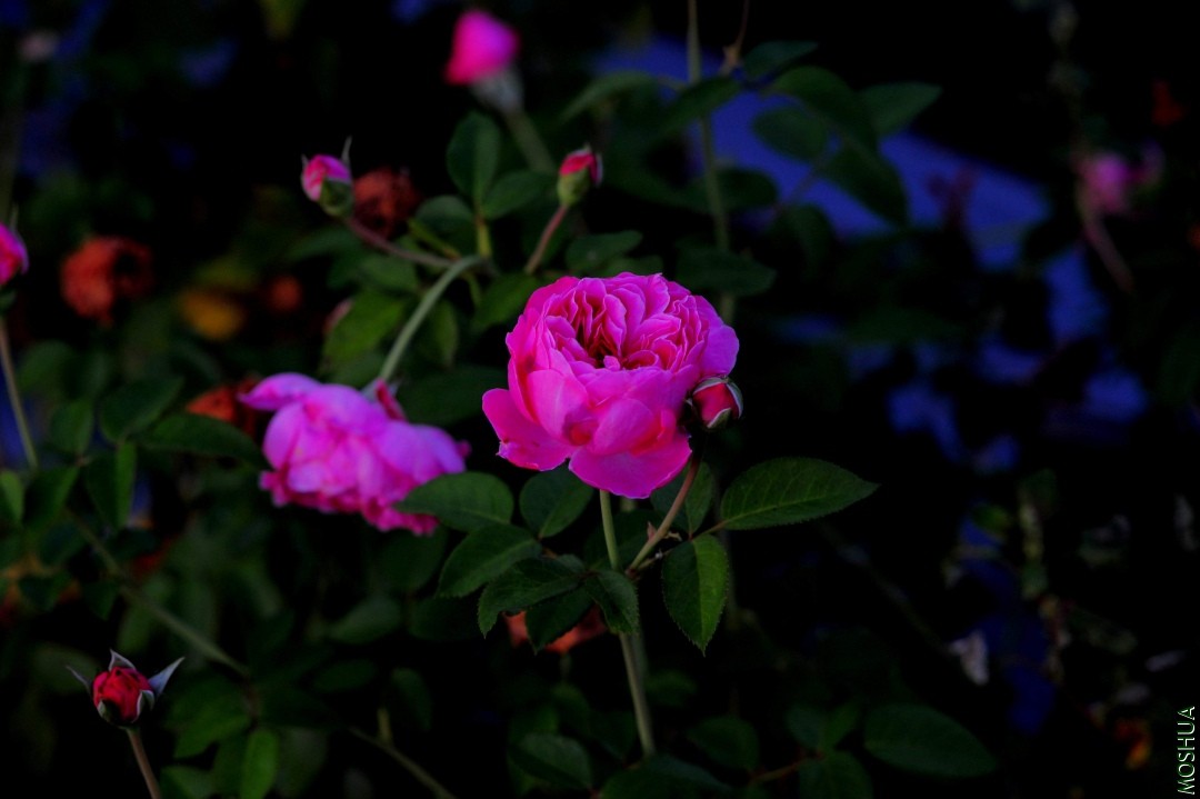 059_����.jpg