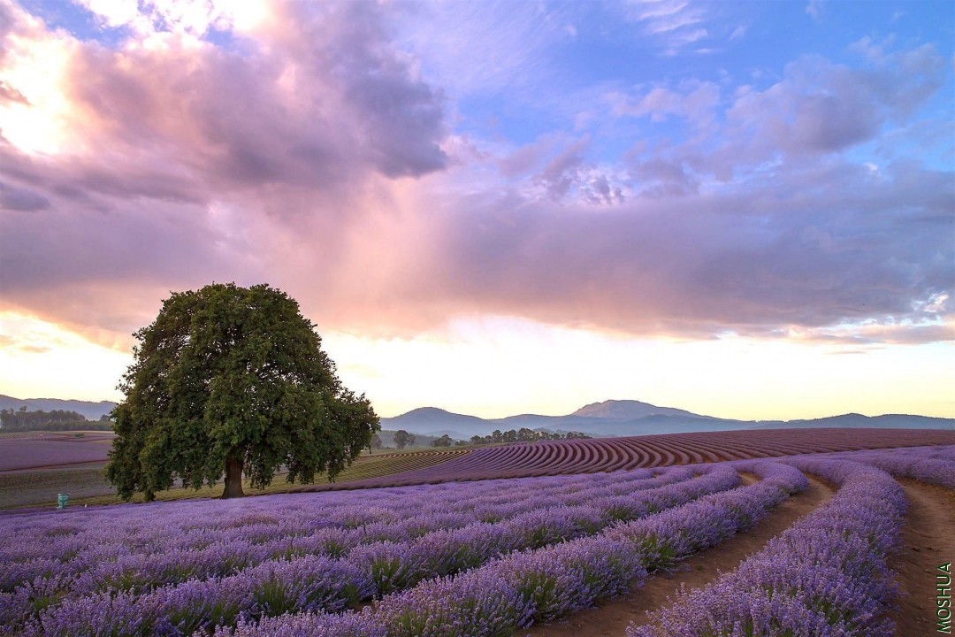 bridestowe-lavender-banner-502A6717.jpg