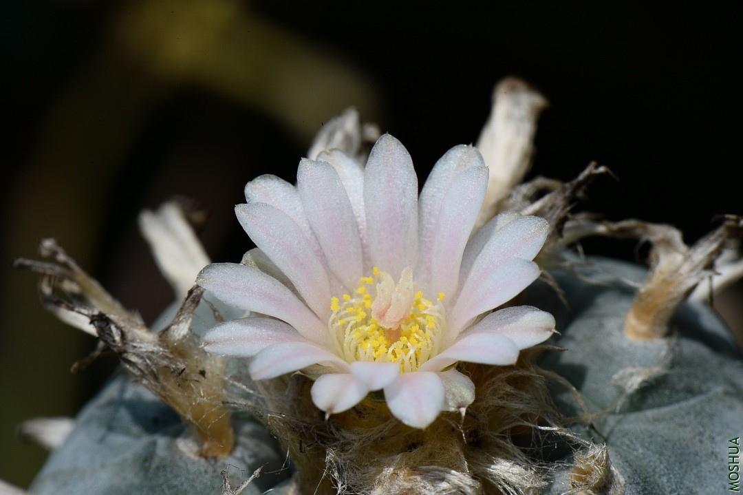 DSC_2026.JPG