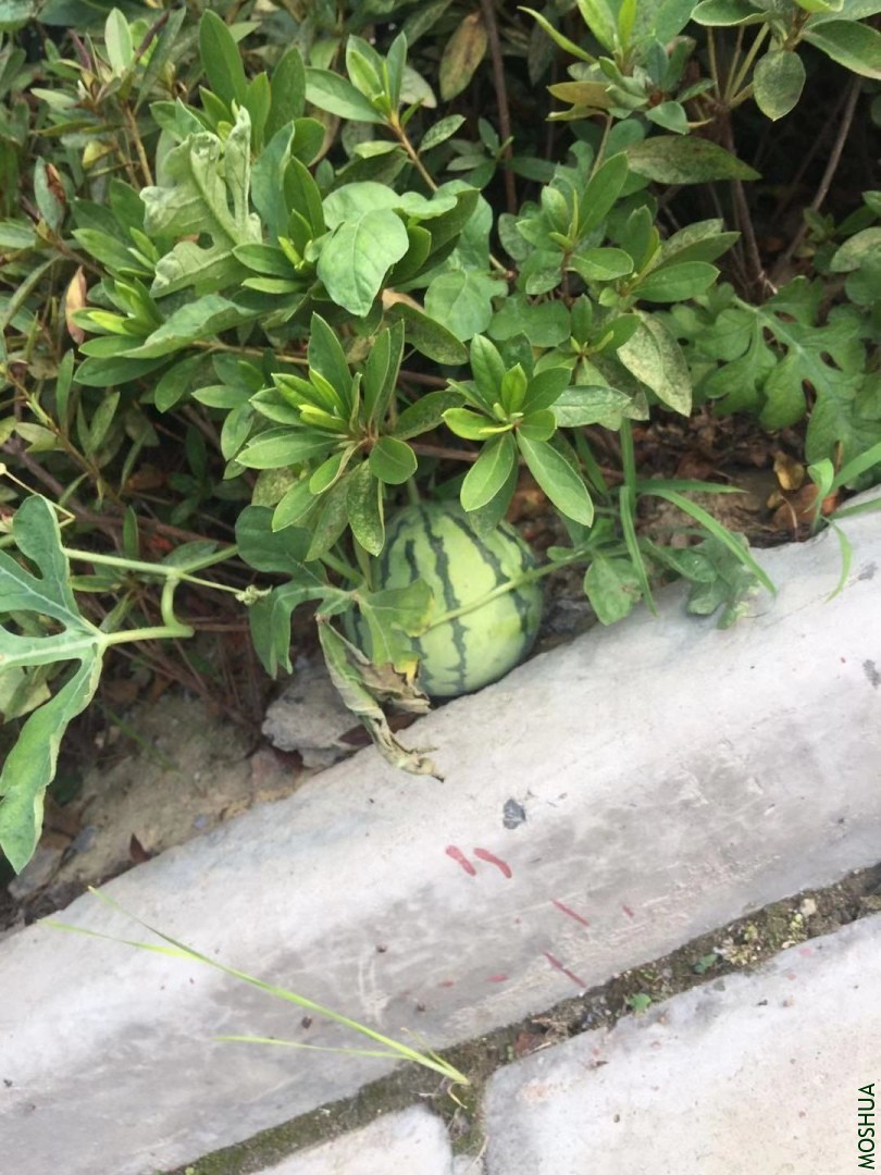 ΢��ͼƬ_20190912155314.jpg
