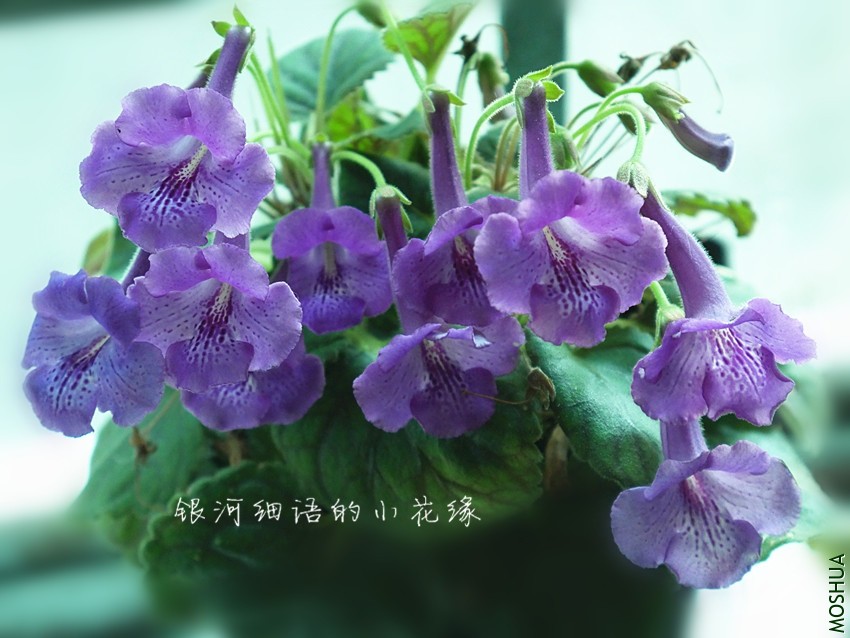 P1000464_����.jpg