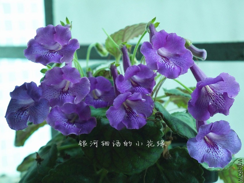 P1000467_����.jpg