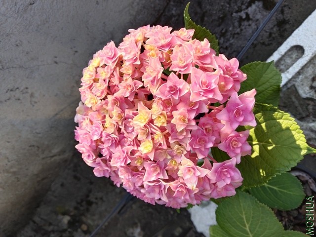 IMG_20190505_064331.jpg