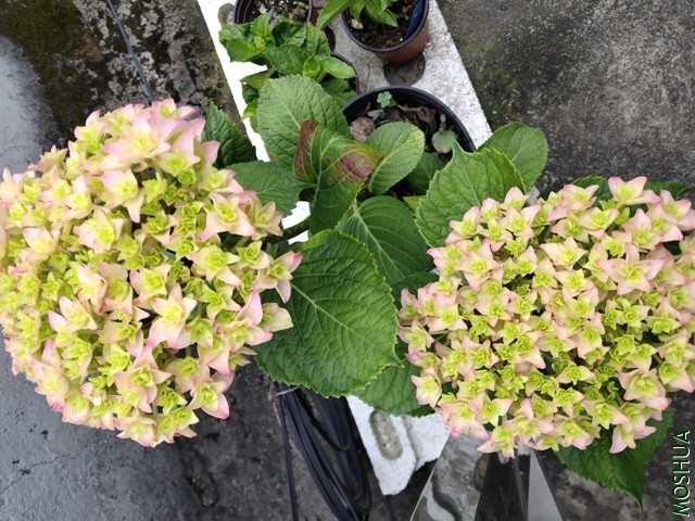 IMG_20190427_163607.jpg