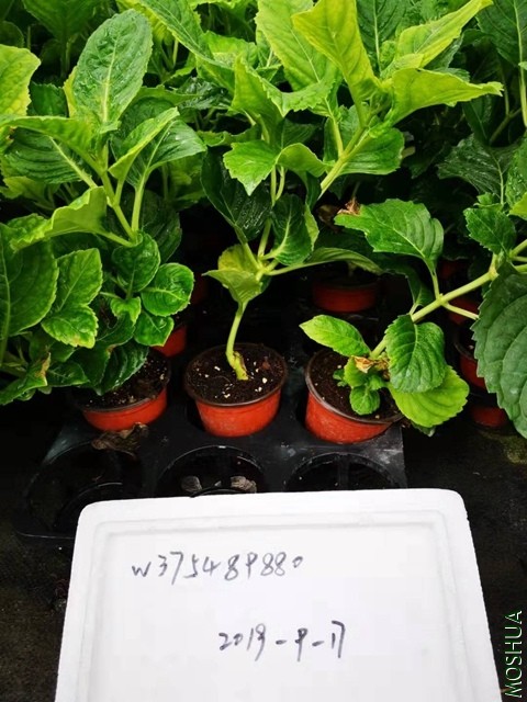 ΢��ͼƬ_20190917165812.jpg