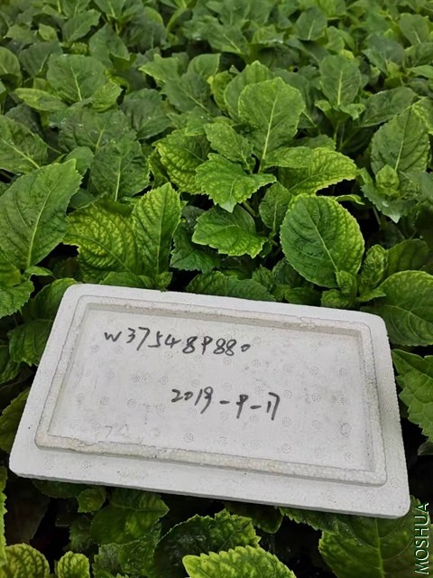΢��ͼƬ_20190917165822.jpg