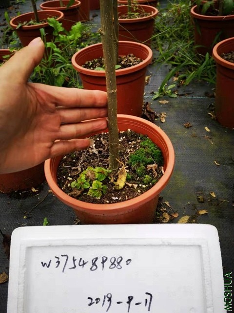 ΢��ͼƬ_20190917165801.jpg